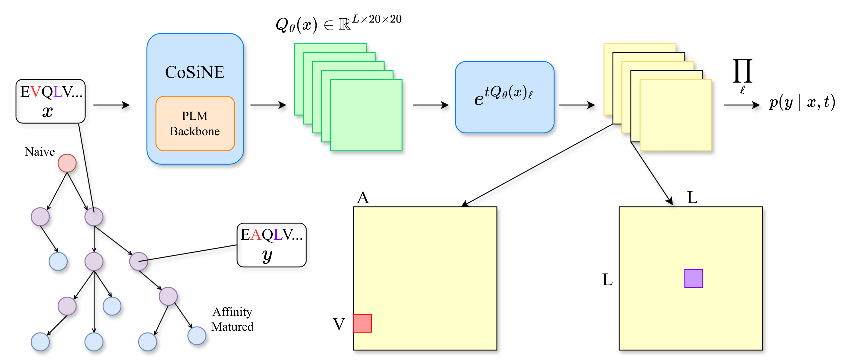 CoSiNE pipeline: sequence input goes through a PLM backbone that outputs per-site rate matrices Q(x); matrix exponentials evolve each site over time t; the product over sites gives the transition probability p(y|x,t).